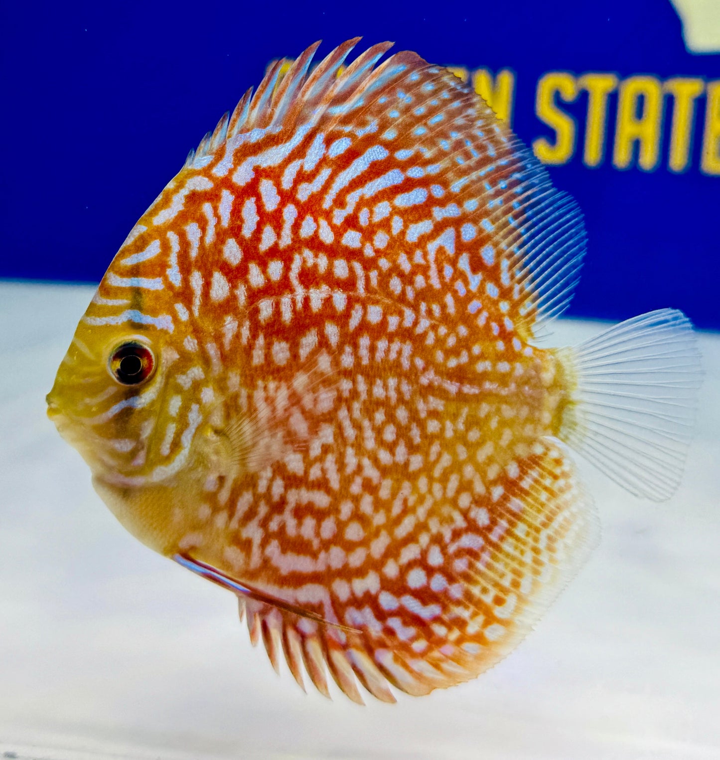 Starlight Galaxy Discus 4-4.5"