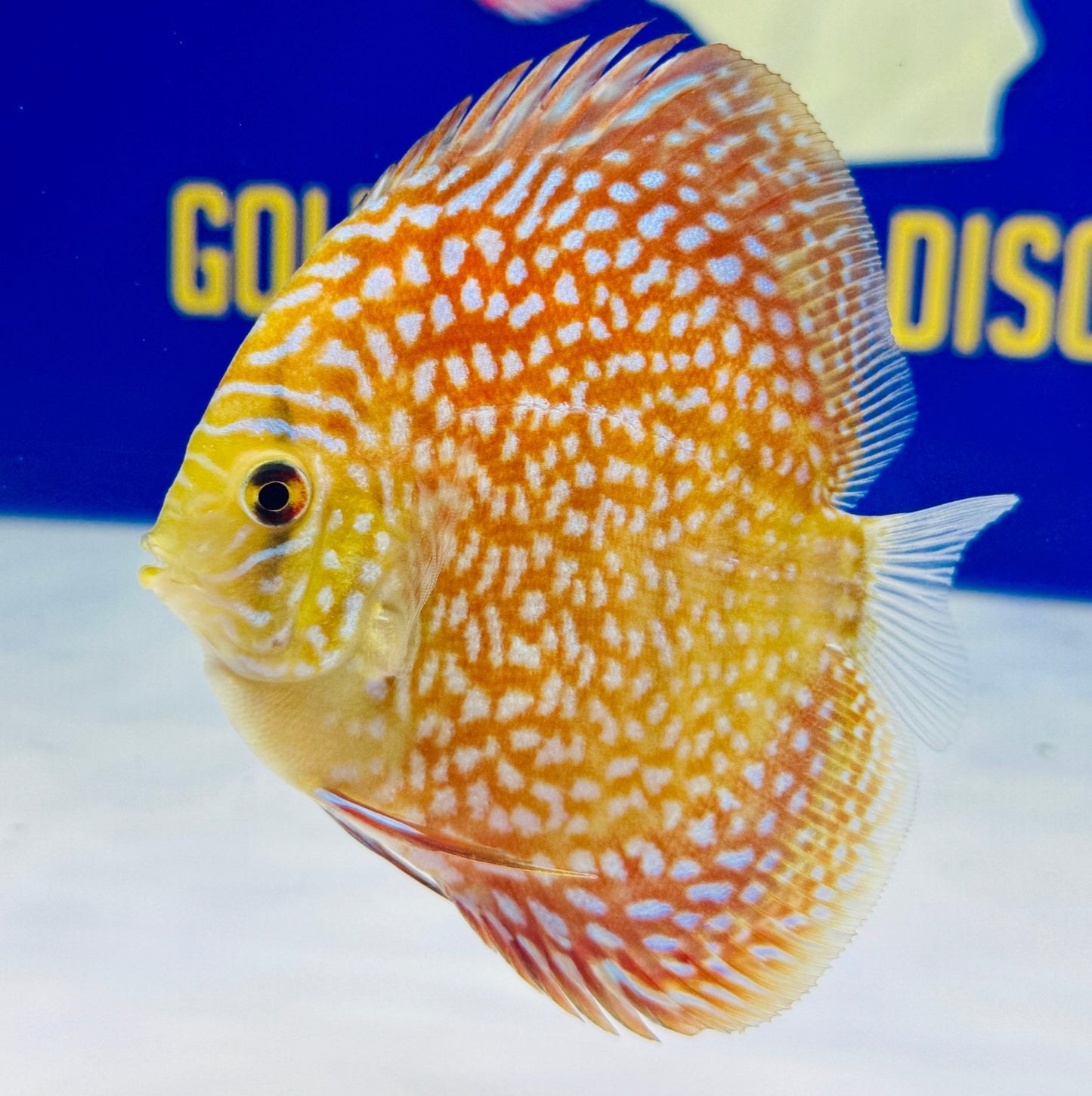 Starlight Galaxy Discus 4-4.5"