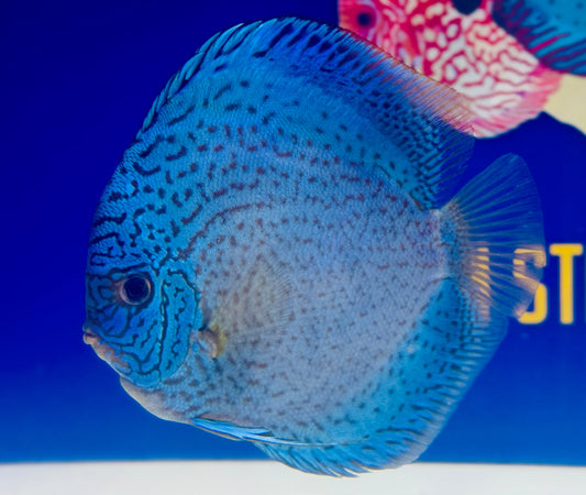 Royal Sapphire Premium Discus 6-6.5” (WYSIWYG)
