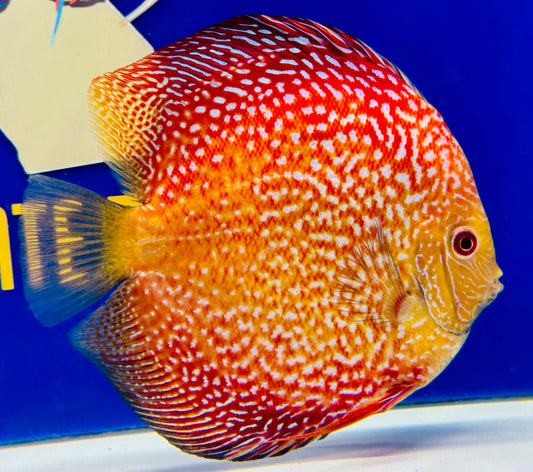 Pigeon Scarlet Snake Jumbo Premium Discus 6.5-7.5"