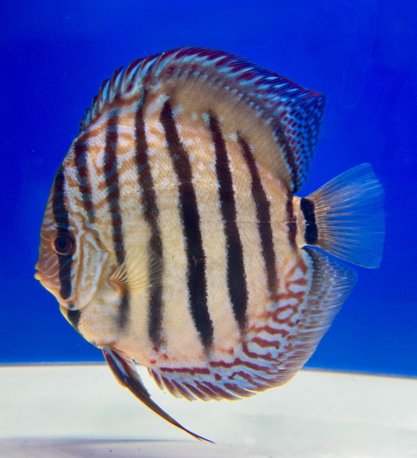 Royal Turquoise Heckle Cross KL Jumbo Premium Discus 6.5-7.5"