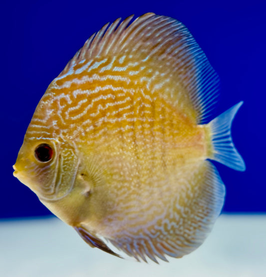 Blue Snakeskin Discus 4-4.5"