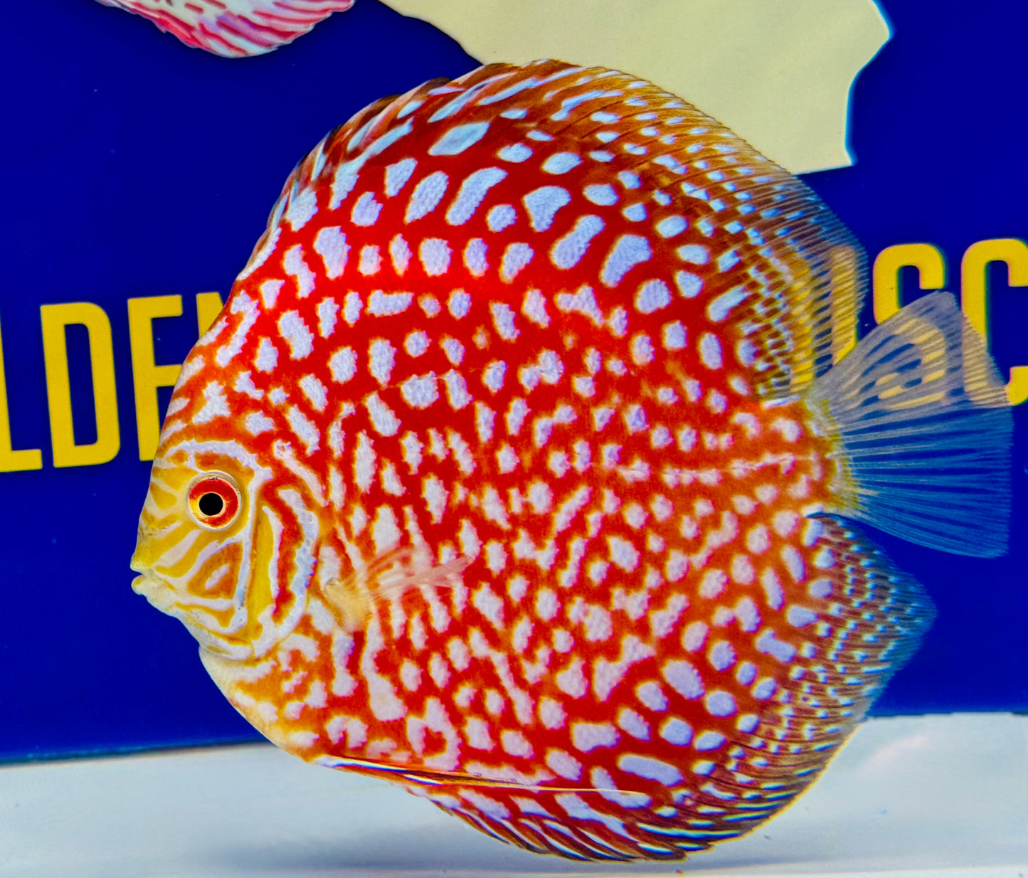 Pigeon Checkerboard Discus 5-5.5"