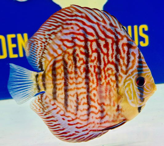 Red Spotted Kl Discus 5-5.5"