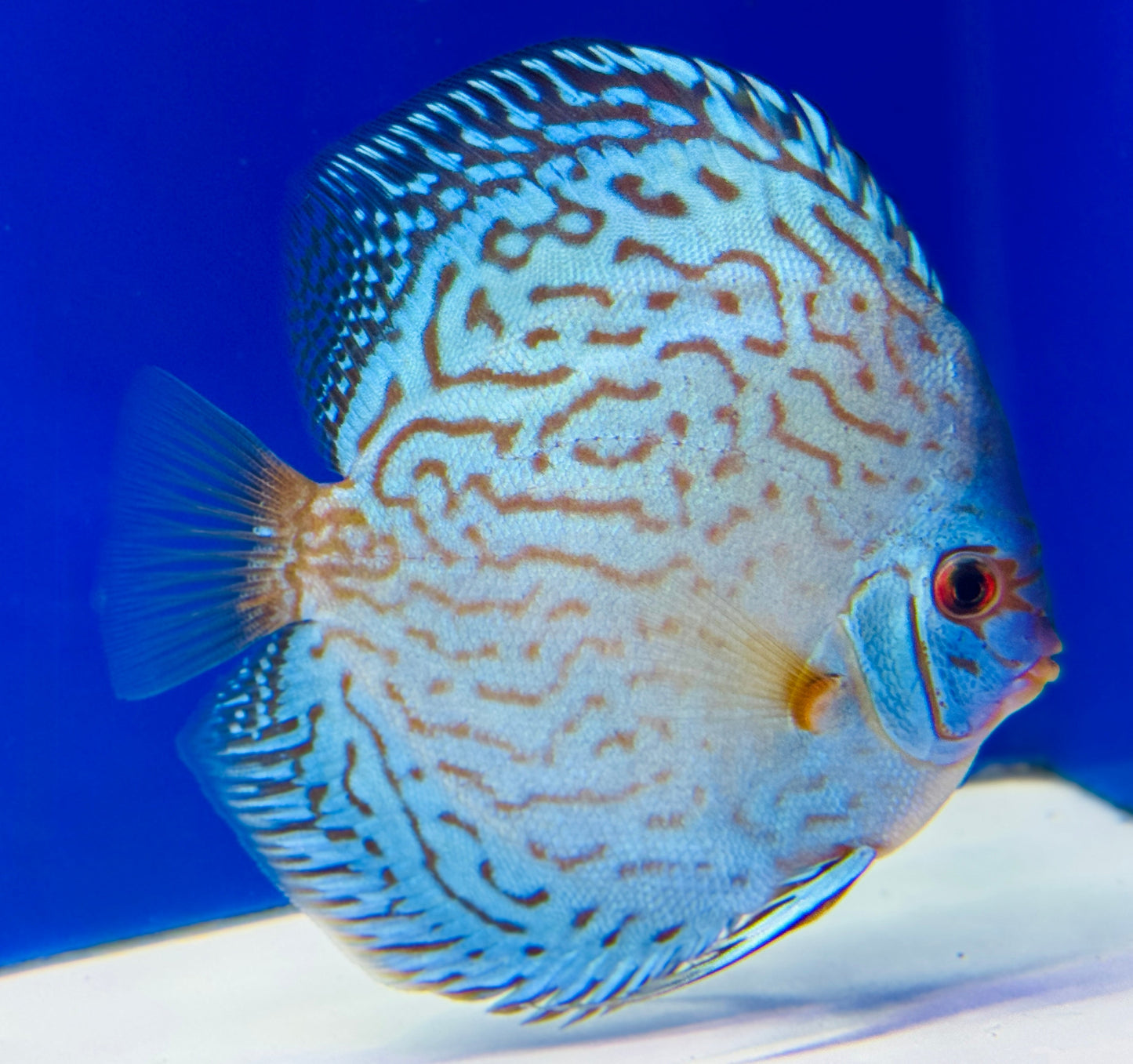 Giant Floral  Premium Discus 6-6.5"