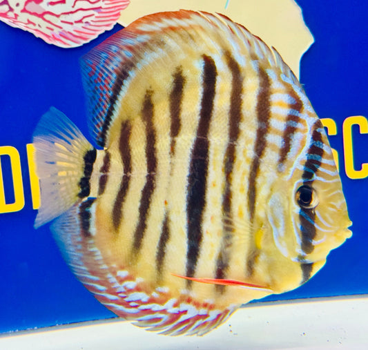 Trombeta Heckle Cross Premium Kl Discus 6-6.5"