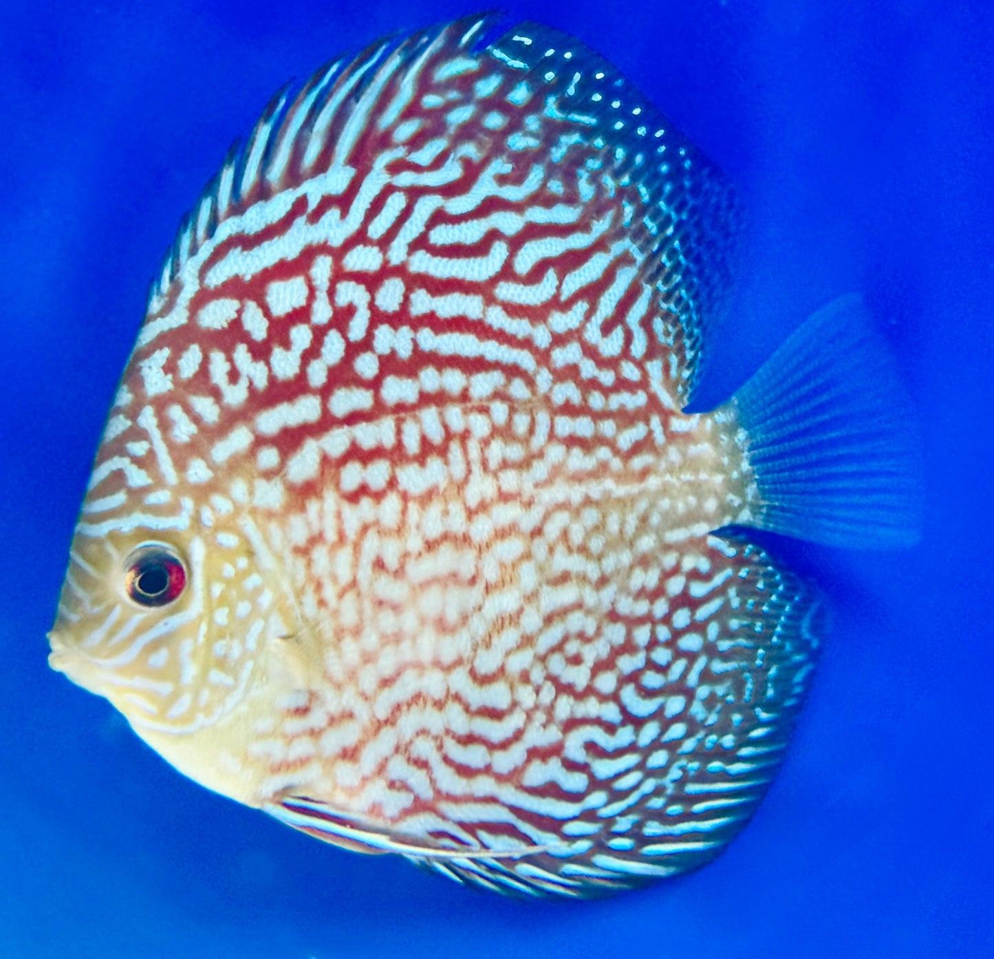 Assorted 6 pack of 4-4.5" discus