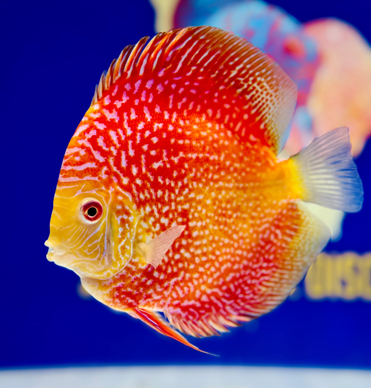 Pigeon Scarlet Snake Discus 5-5.5"