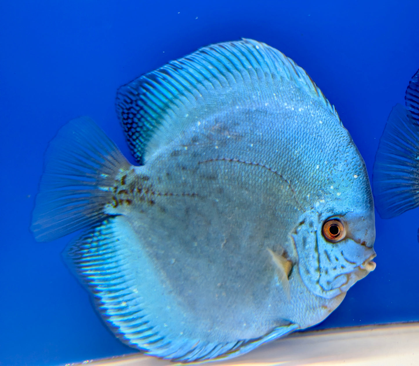 Reflection Deep Discus Premium Jumbo 6.5-7.5"