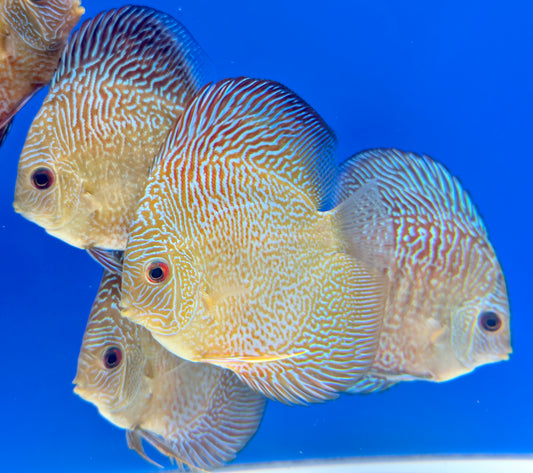 Tiger Snakeskin Discus 4-4.5"