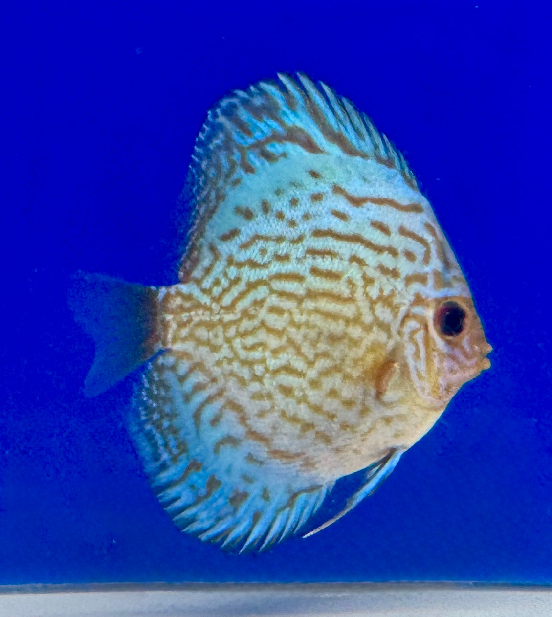 Giant Floral Discus 4-4.5“