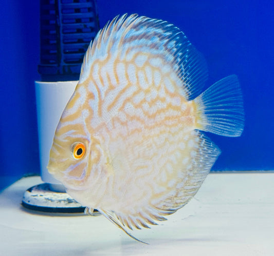 Golden Indiana Tiger discus 3-3.5"