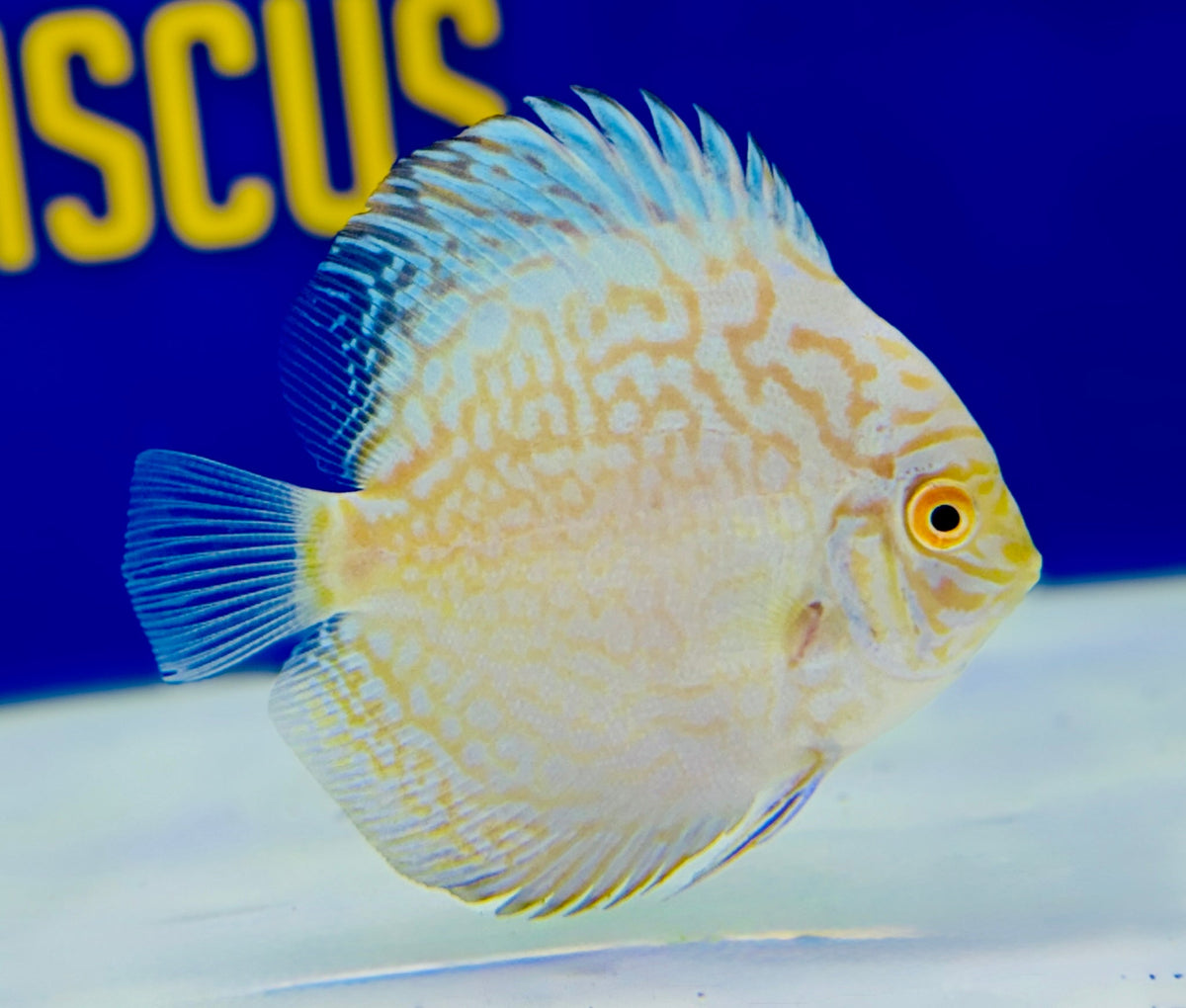 White Butterfly Discus 3-3.5"
