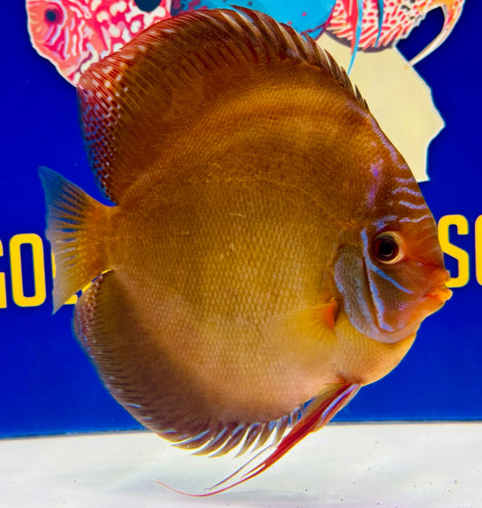 Wild Cross Jumbo Premium Discus 6.5-7.5"