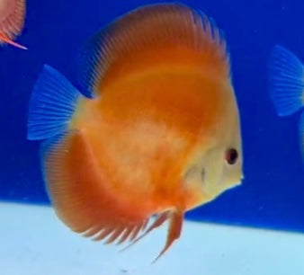 Red Cover discus 4-4.5"