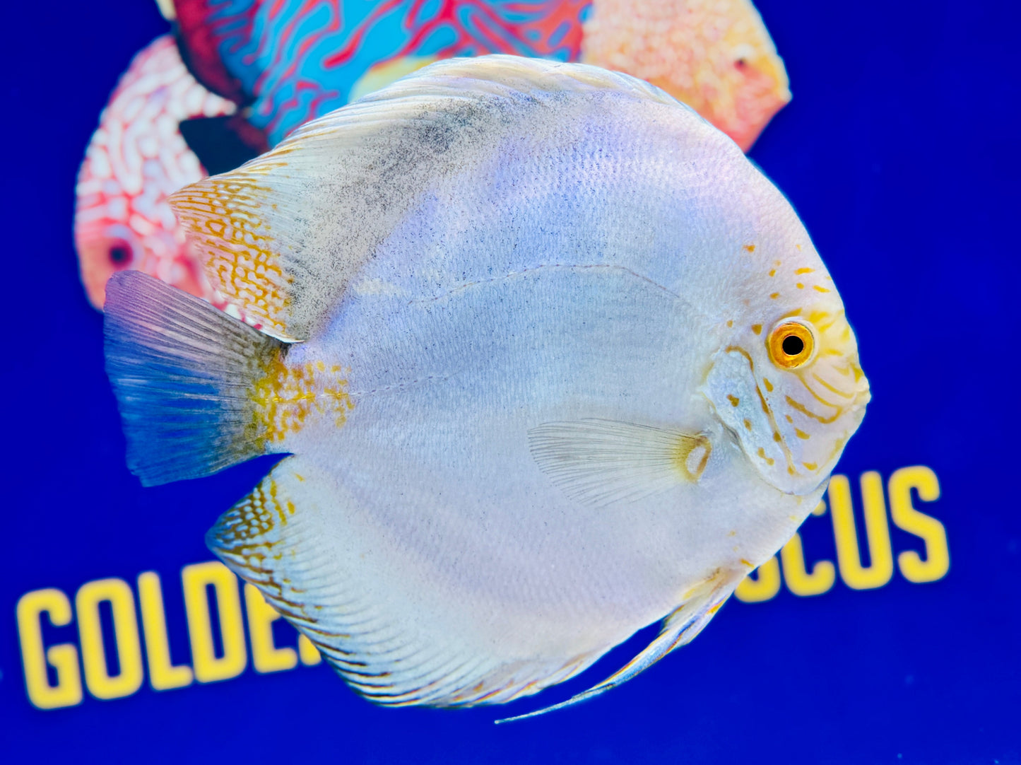White Butterfly Jumbo Premium Discus 6.5-7.5"