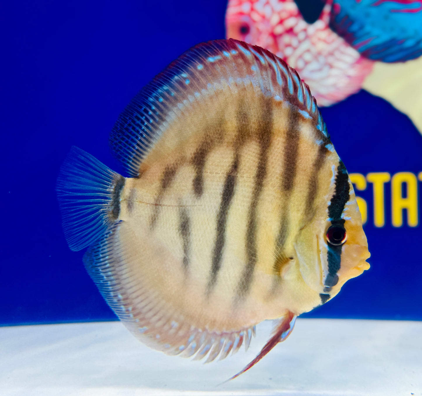 Red Cuipeua Cover Discus 6-6.5"