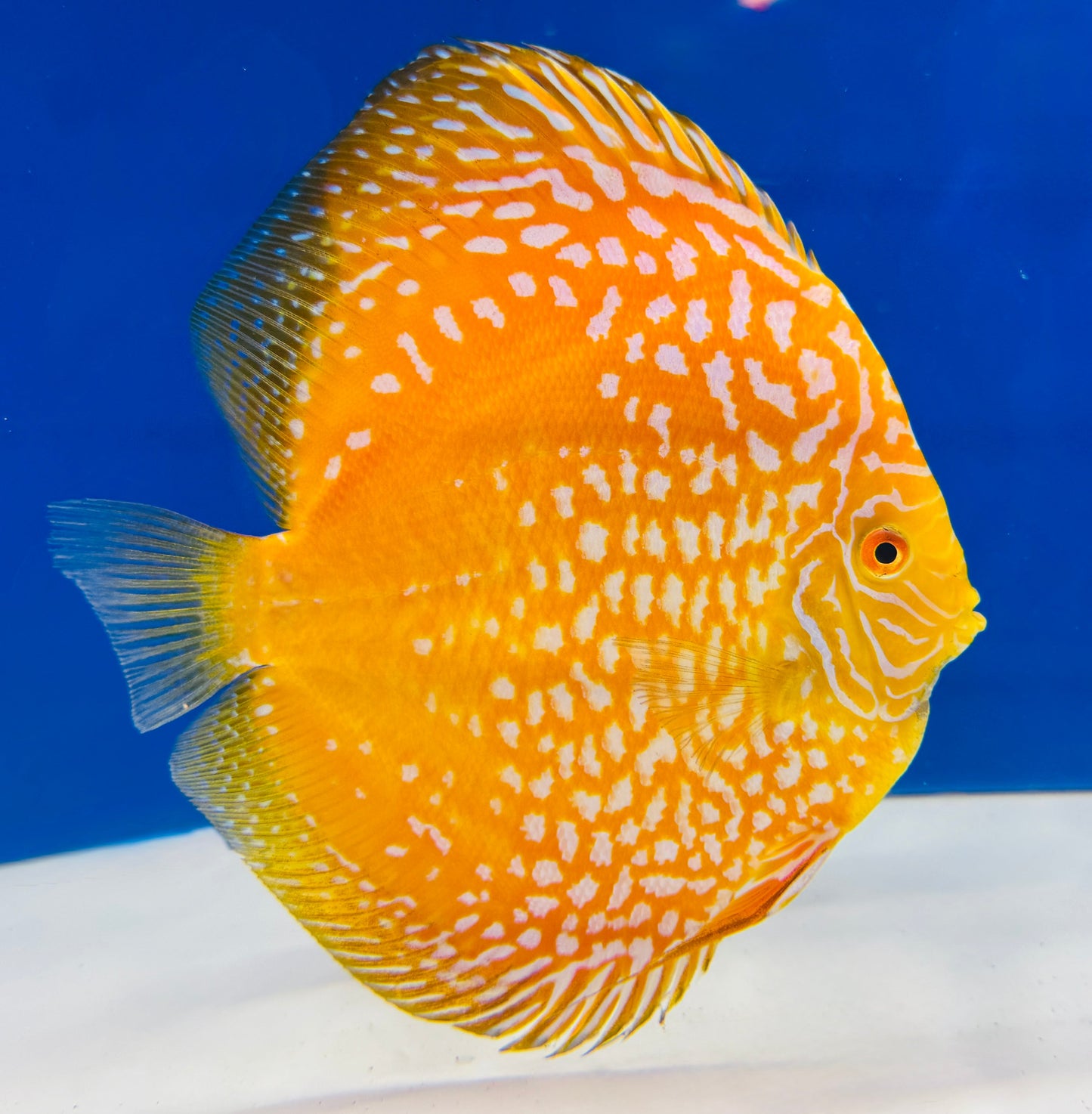 Yellow Pigeon Checkerboard Jumbo Premium Discus 6.5-7.5"