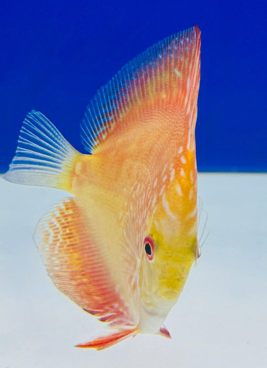 Mateor Pigeon Discus 3-3.5"