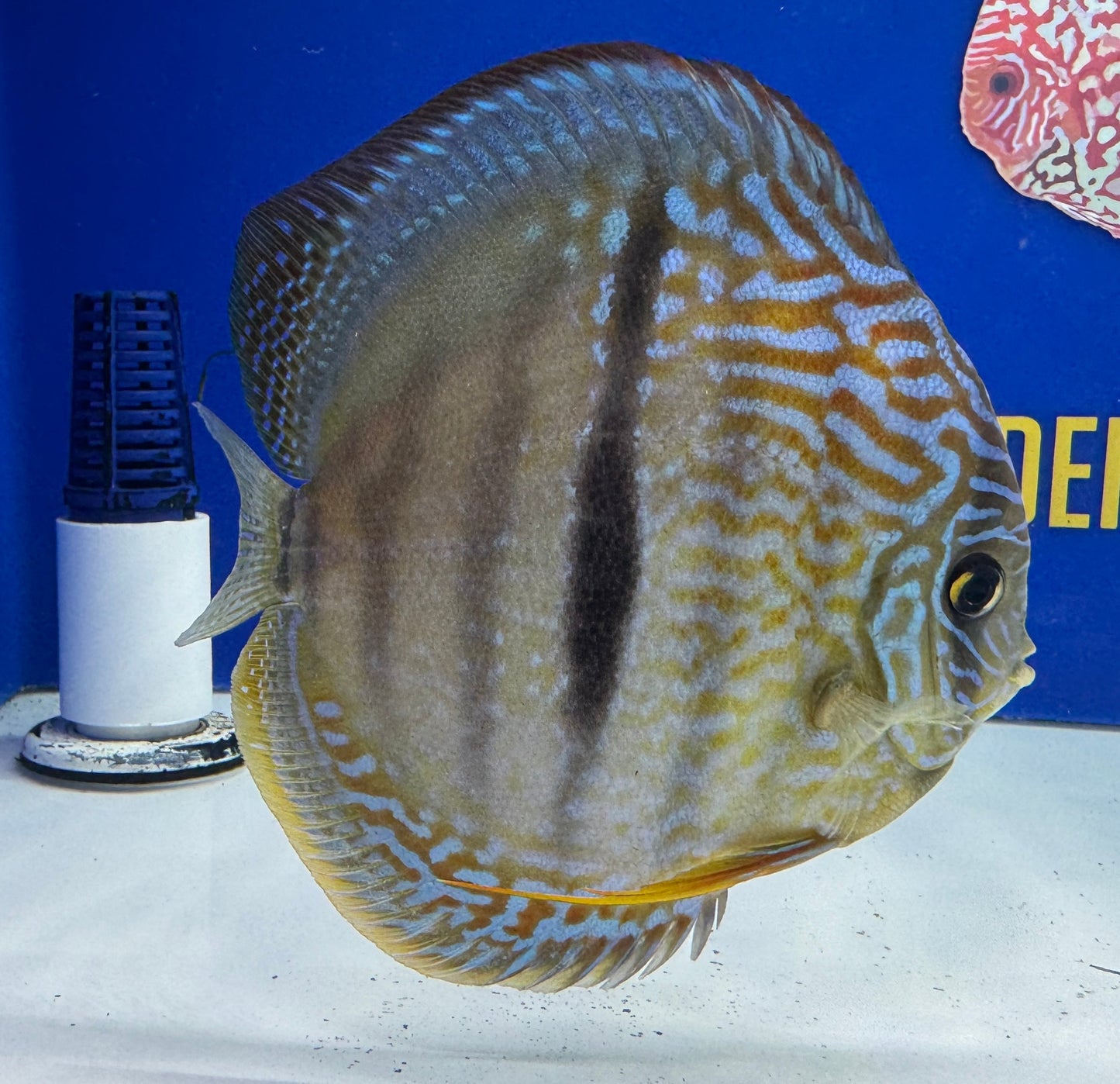 Royal Blue Heckle Cross Jumbo Premium Kl Discus 6.5-7.5"