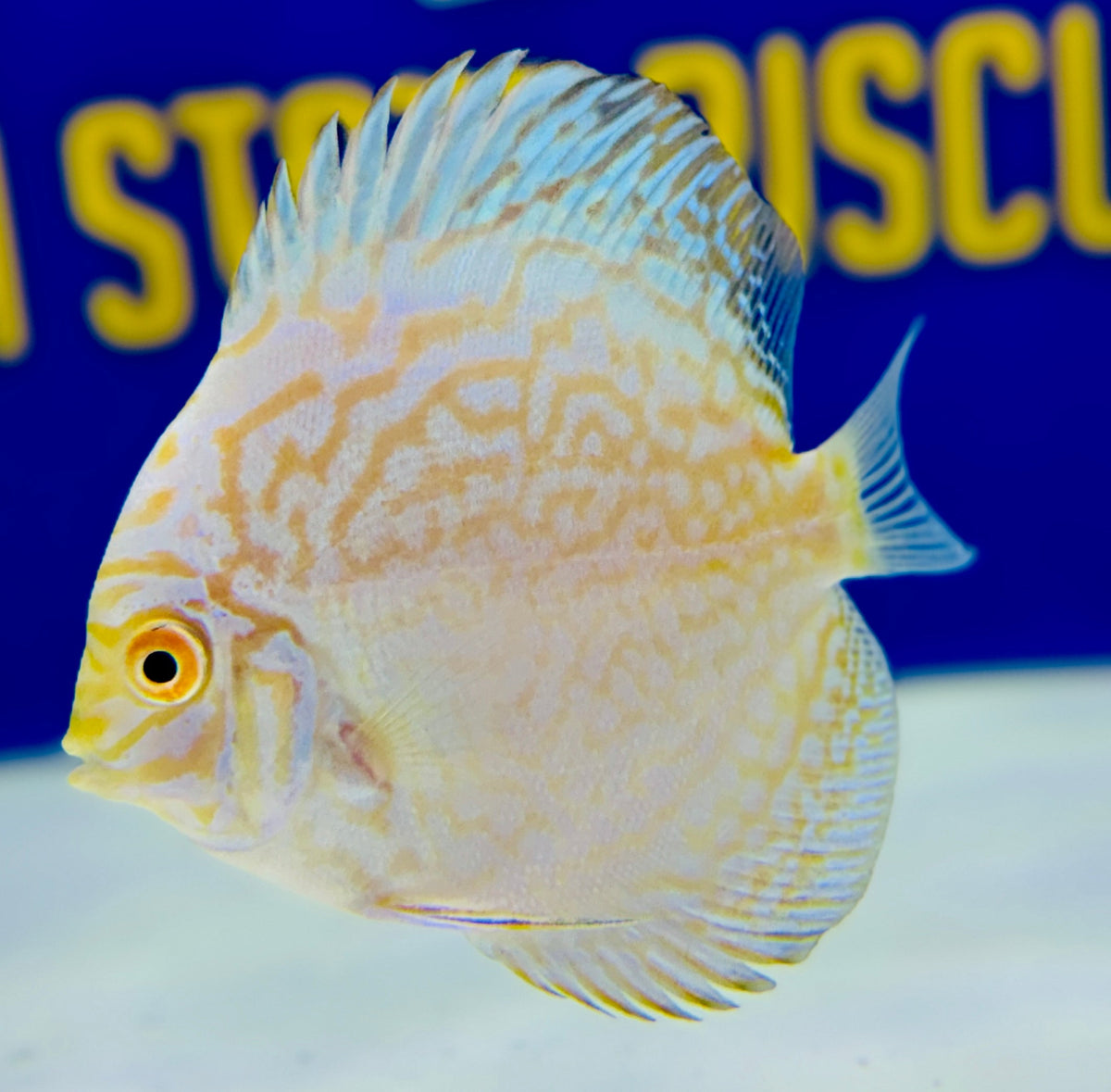 White Butterfly Discus 3-3.5"