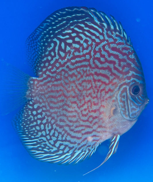 Altum Carnation Discus 5-5.5"