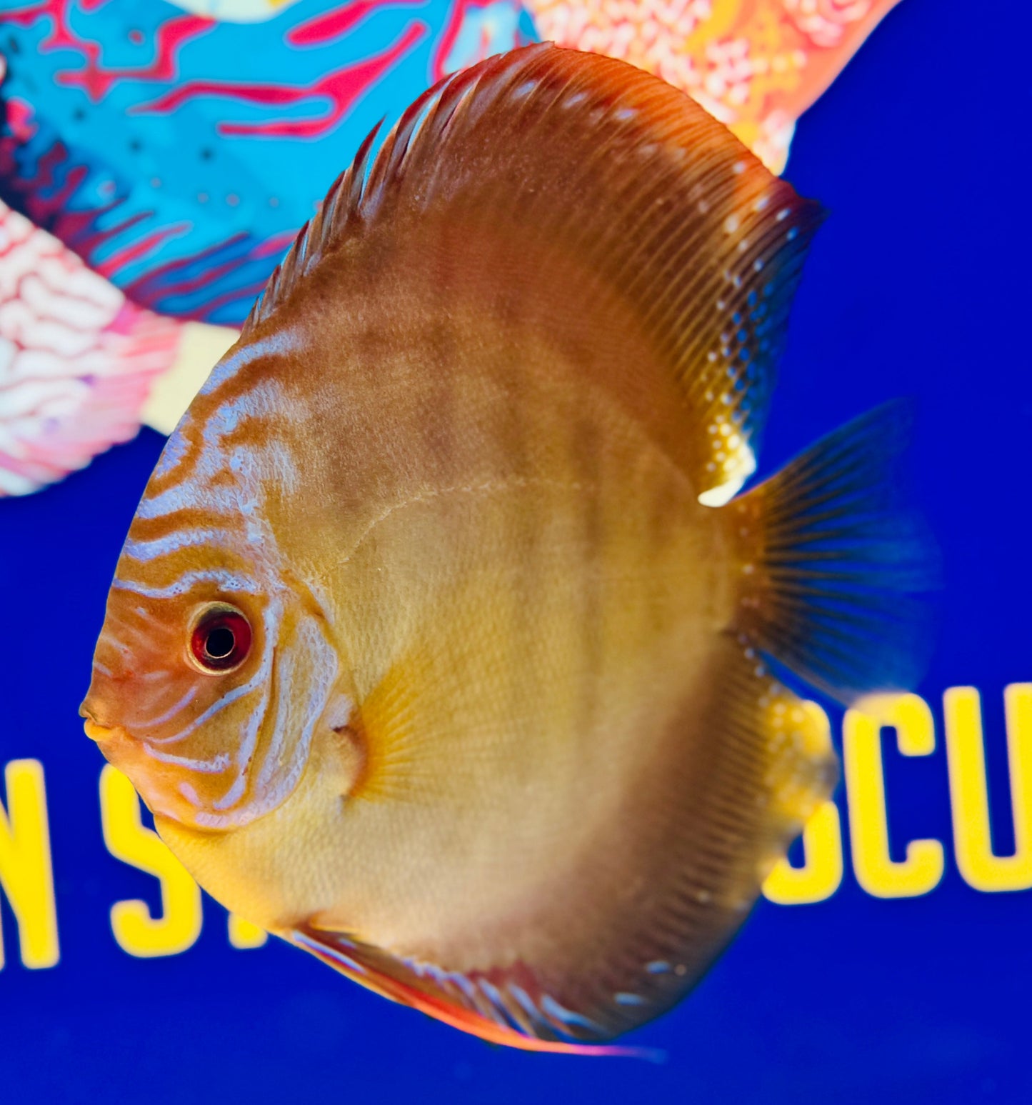 Wild Cross Discus 5-5.5"