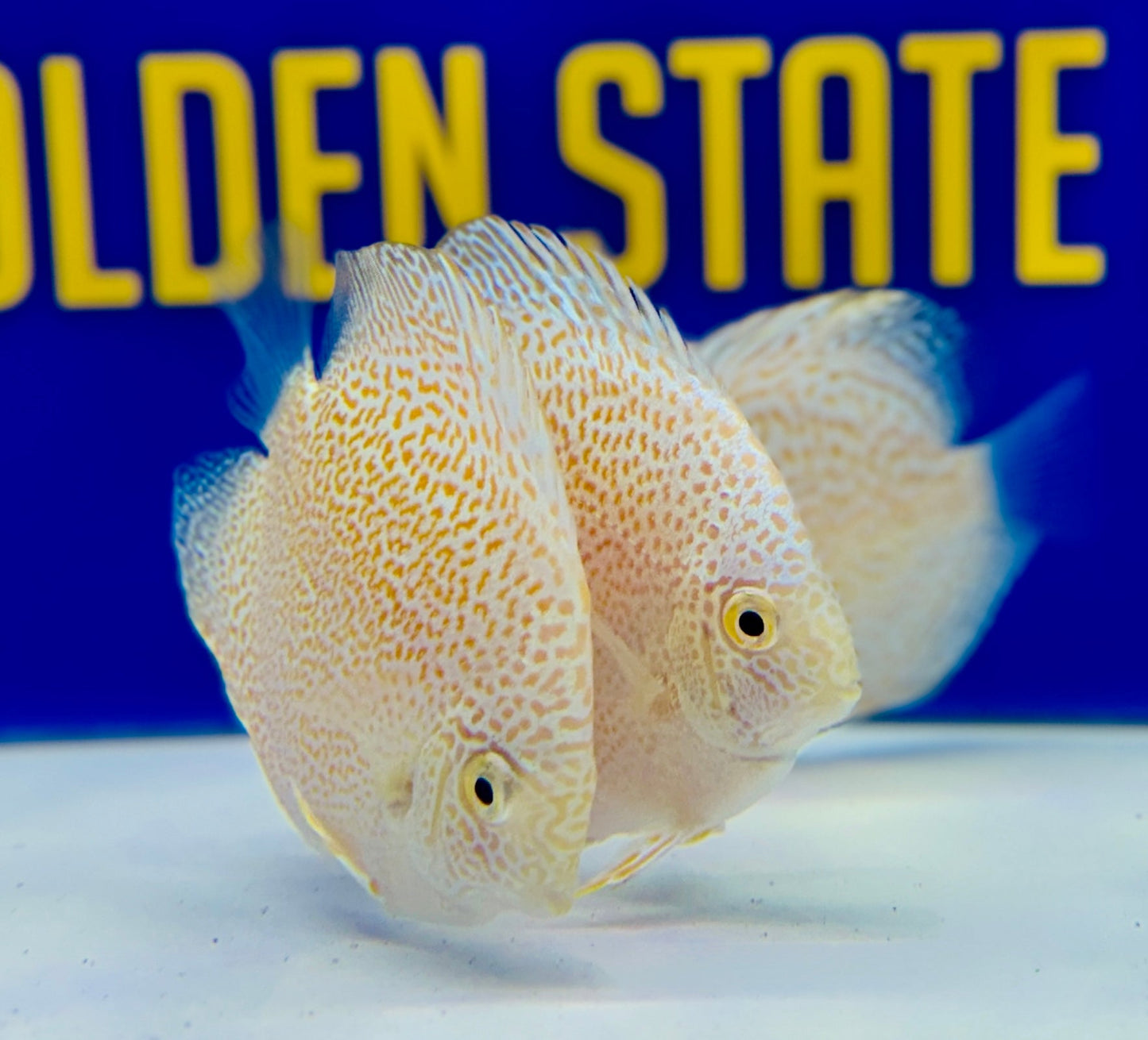Albino Viper King Discus 3-3.5"