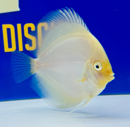 Snow White Discus 4-4.5"