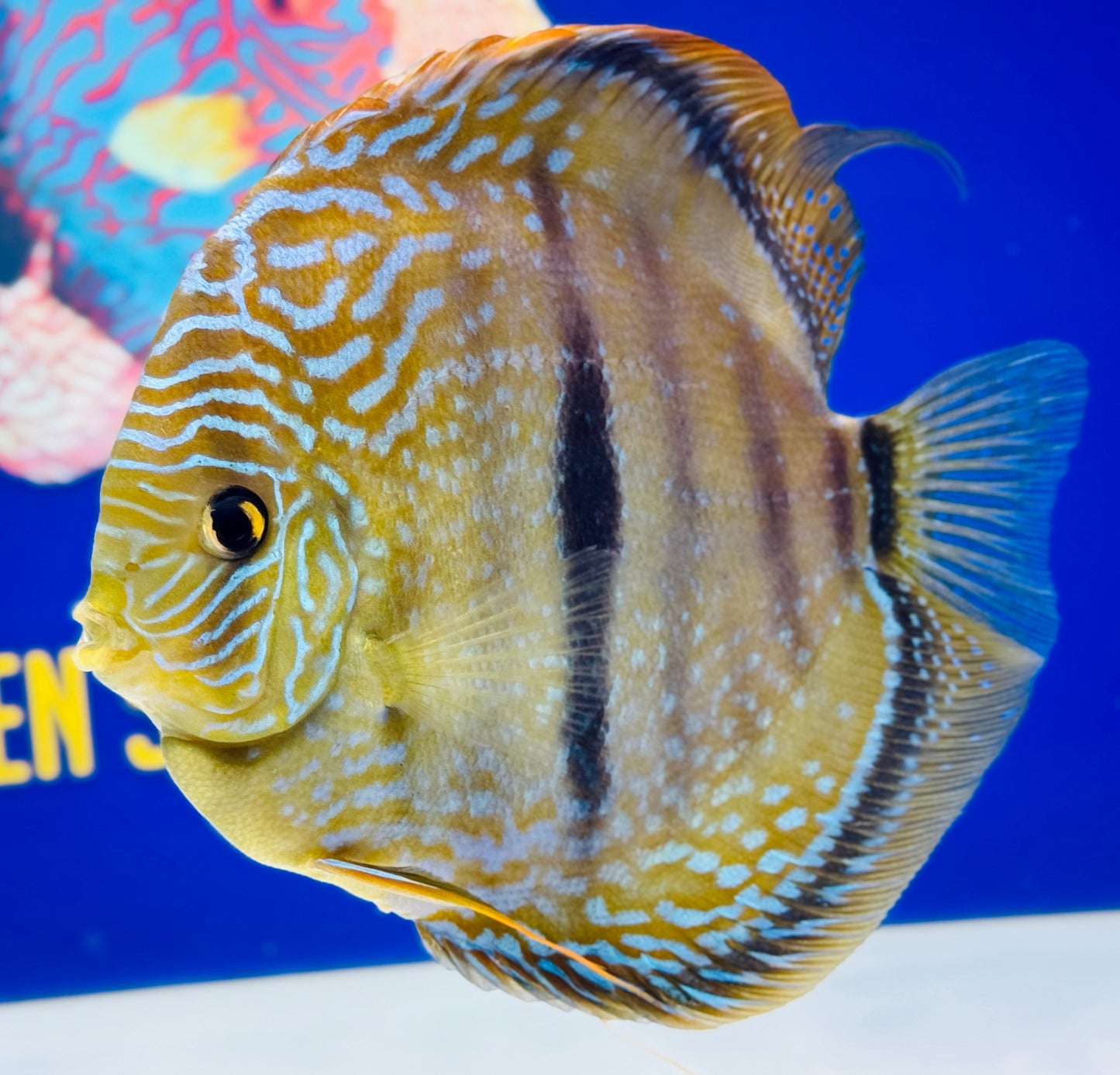 Paraconi Heckle Cross Kl Jumbo Premium Discus 6.5-7.5"