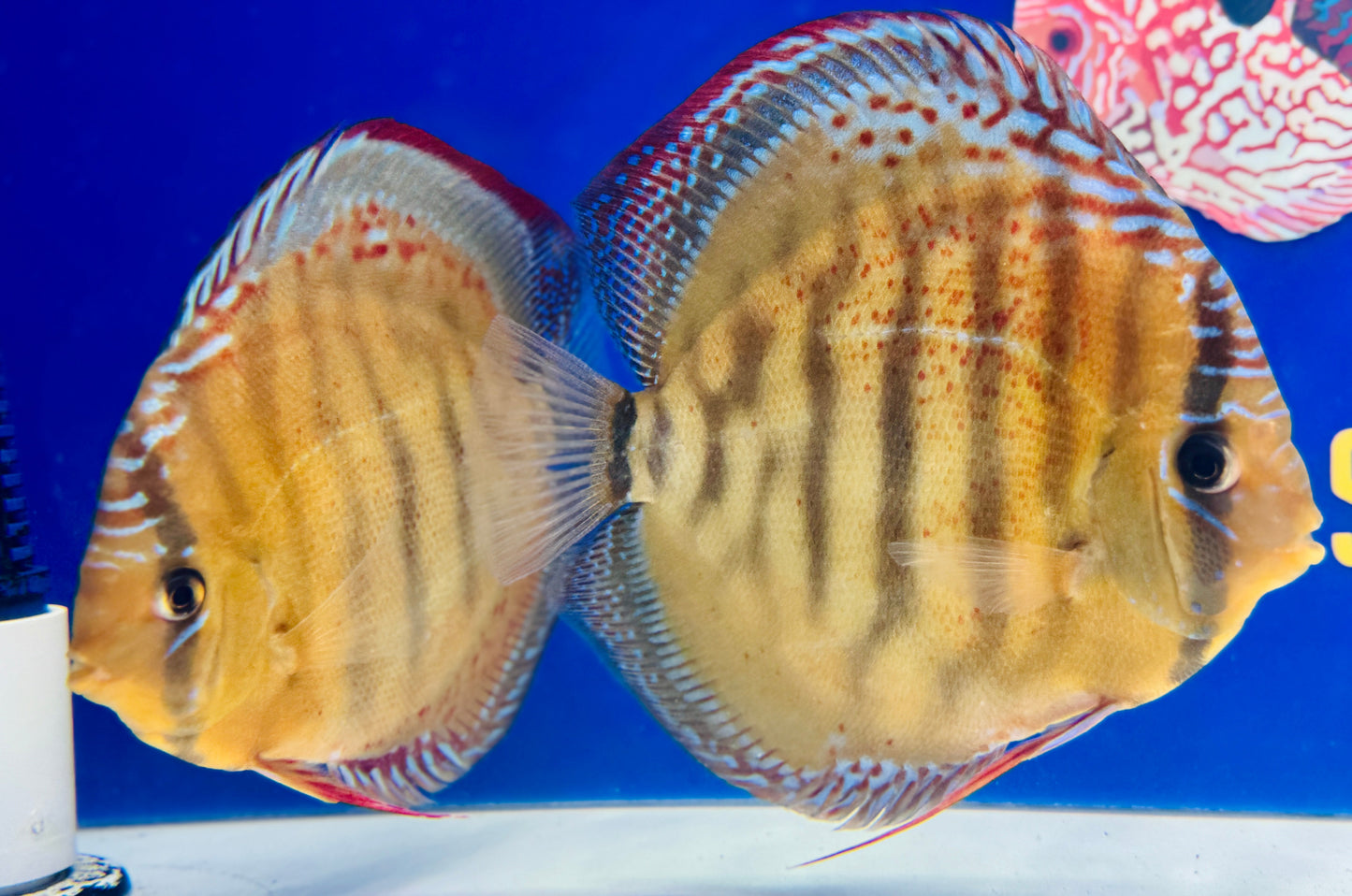 Red Cuipeua Cover Discus Jumbo Premium 6.5-7.5"