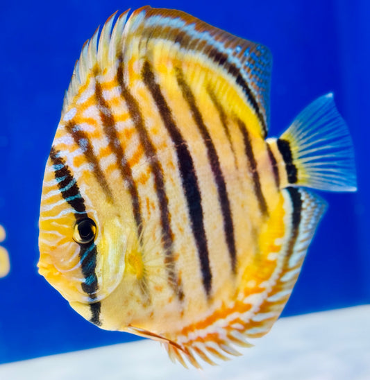 Trombeta Heckle Cross Premium KL Discus 6-6.5"