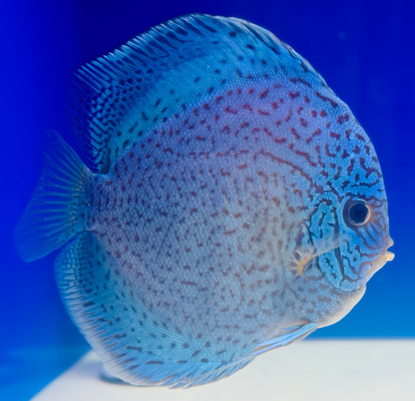 Royal Sapphire Premium Discus 6-6.5” (WYSIWYG)
