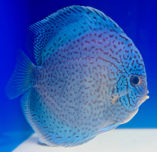 Royal Sapphire Premium Discus 6-6.5” (WYSIWYG)