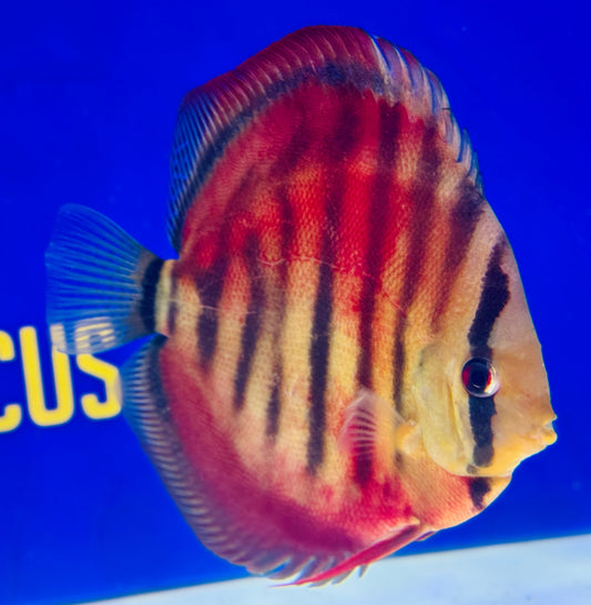 Ica Red Solid KL Discus 5-5.5"