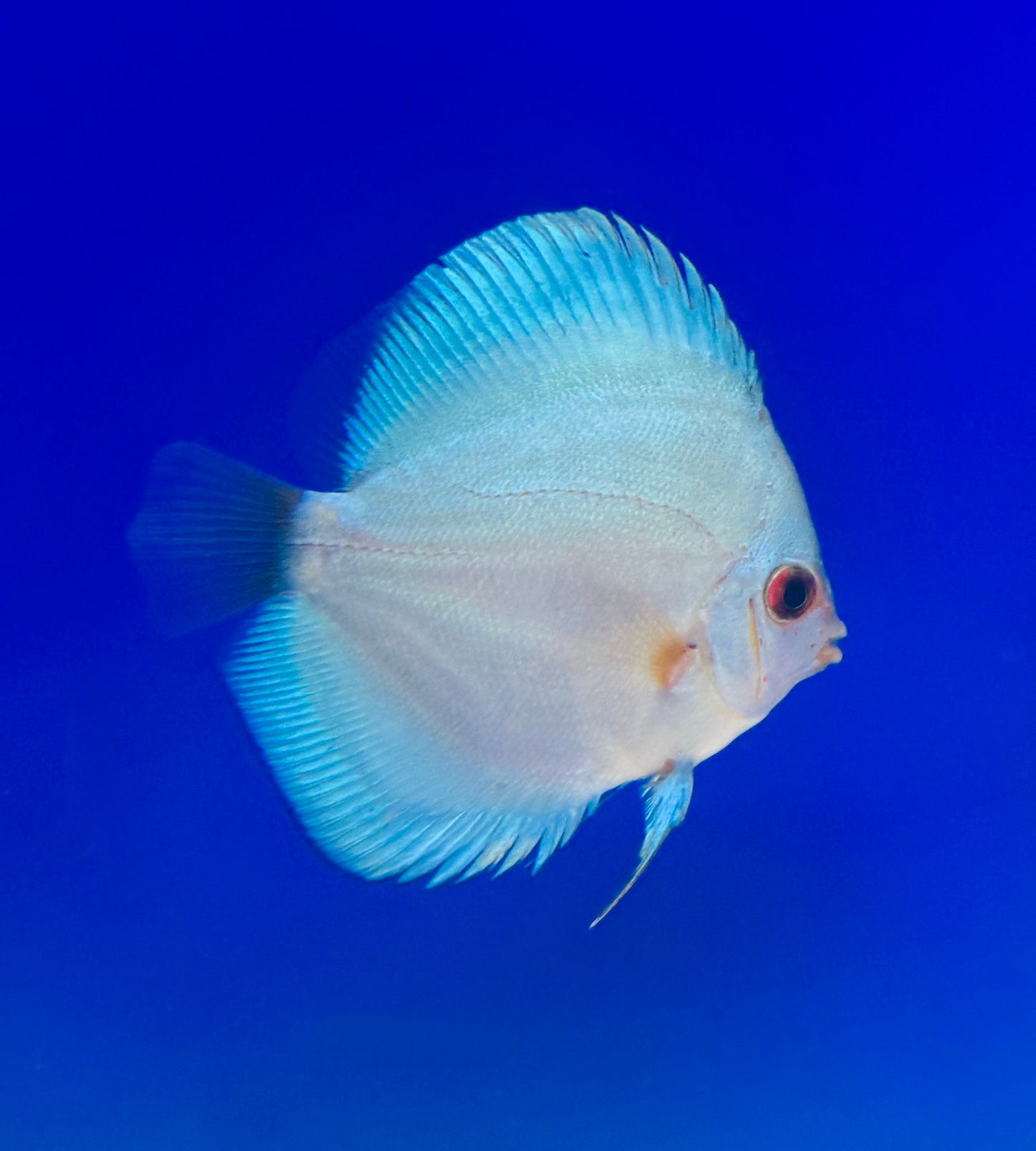 Blue Diamond Discus 4-4.5"
