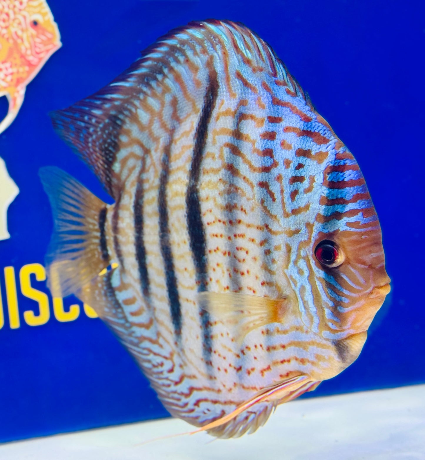 Royal Blue Heckel Cross KL Extra Jumbo Premium Discus 7-8"