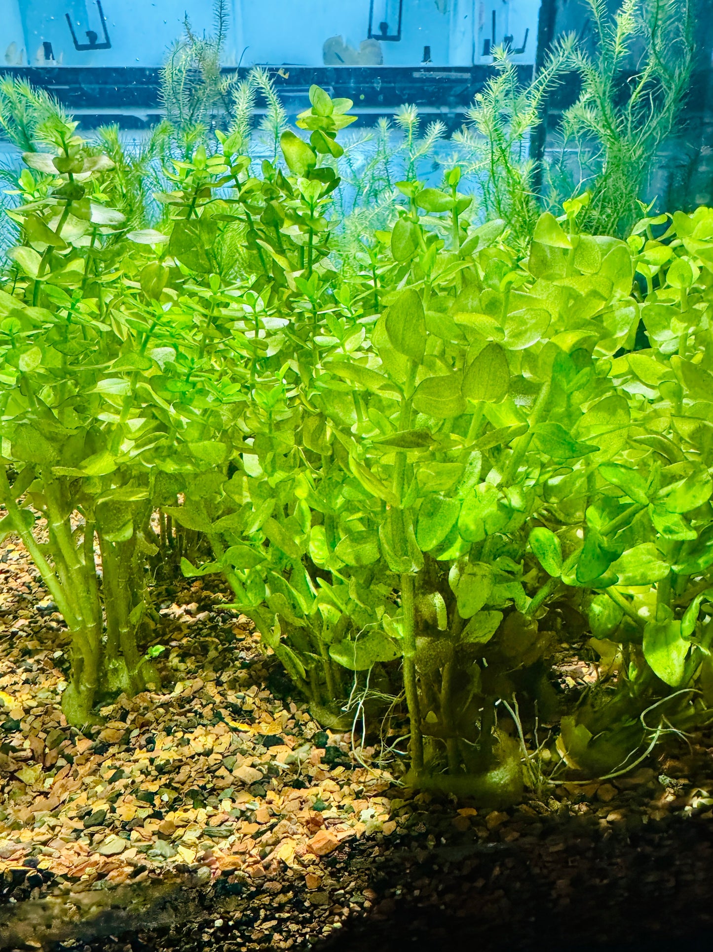 Bacopa Caroliniana "Yellow Flame"