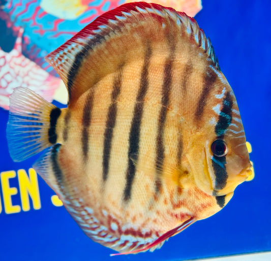 Ica Red Jumbo Premium KL Discus 6.5-7.5"