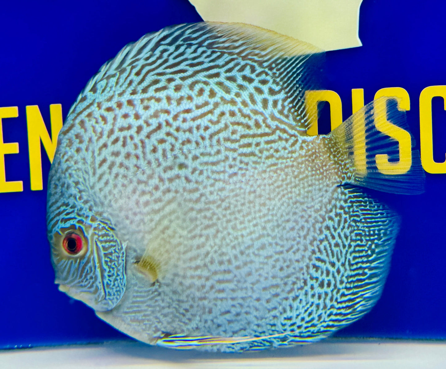 Scorpion Snake Discus 5-5.5"