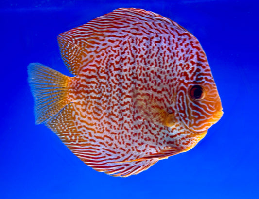 Viper King Discus Premium 6-6.5"