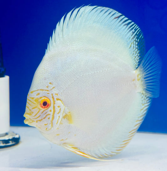 Albino White Butterfly Discus 5-5.5” (WYSIWYG)