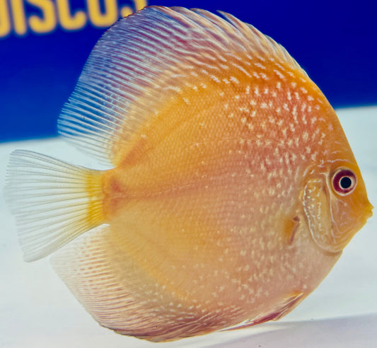 Pigeon Scarlet Snake Discus 4-4.5"
