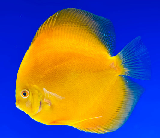 Golden Diamond Discus 5-5.5"