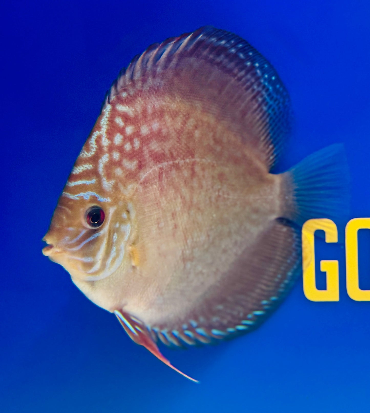 Wild Cross Discus 4.5-5"