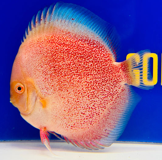 Snow Panthera Discus 5-5.5"