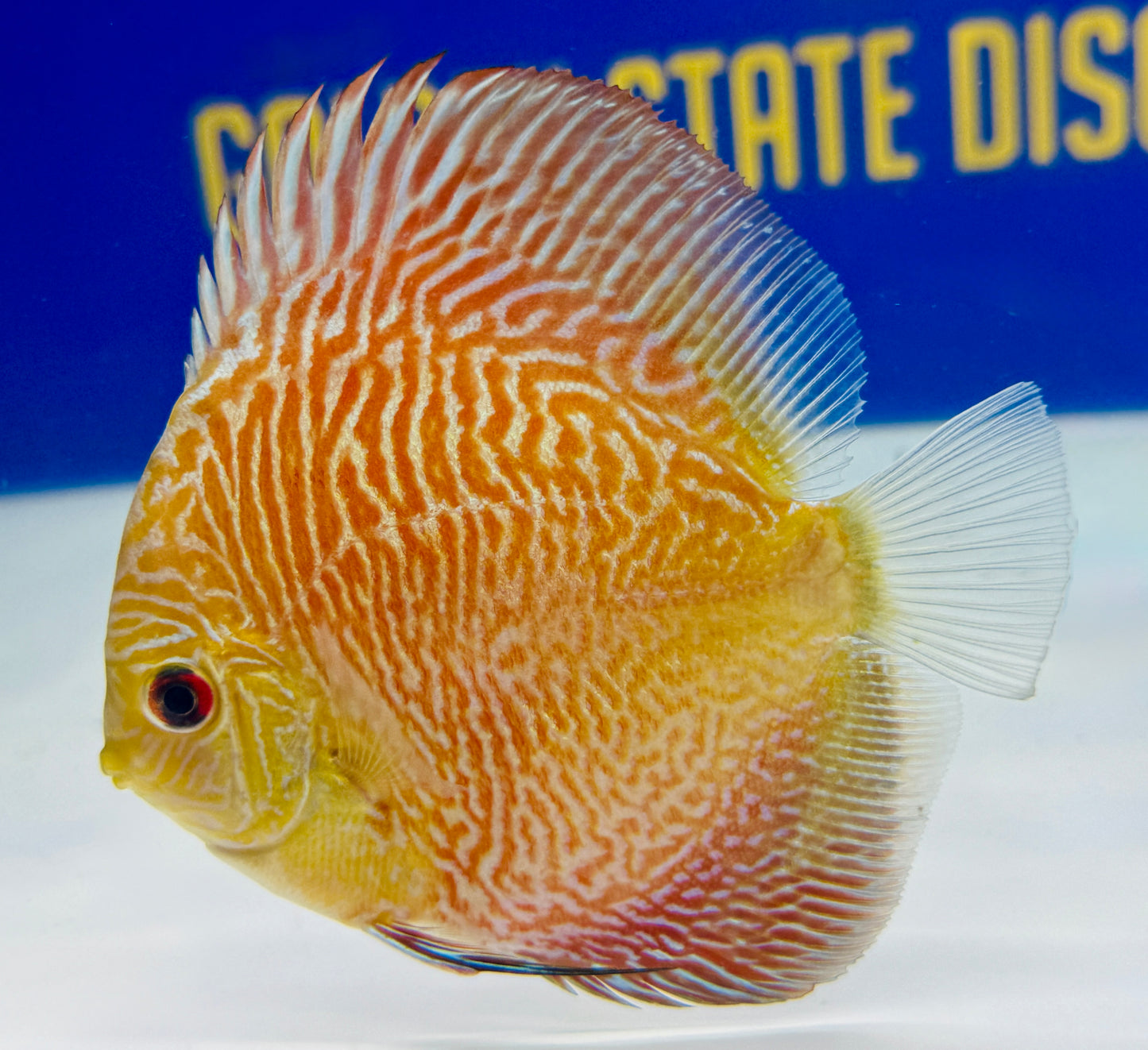 Tiger Snakeskin Discus 4-4.5"