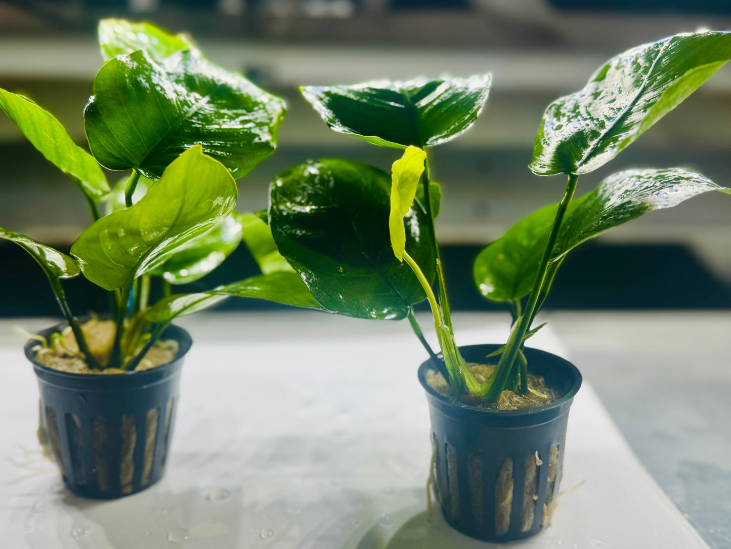 Anubias Barteri "Large Leaf"