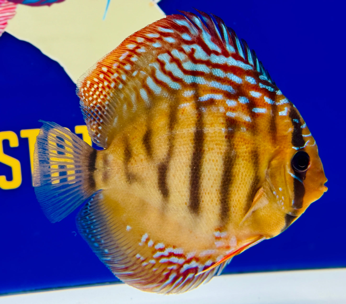 Red Cuipeua Cover KL Discus 5-5.5"