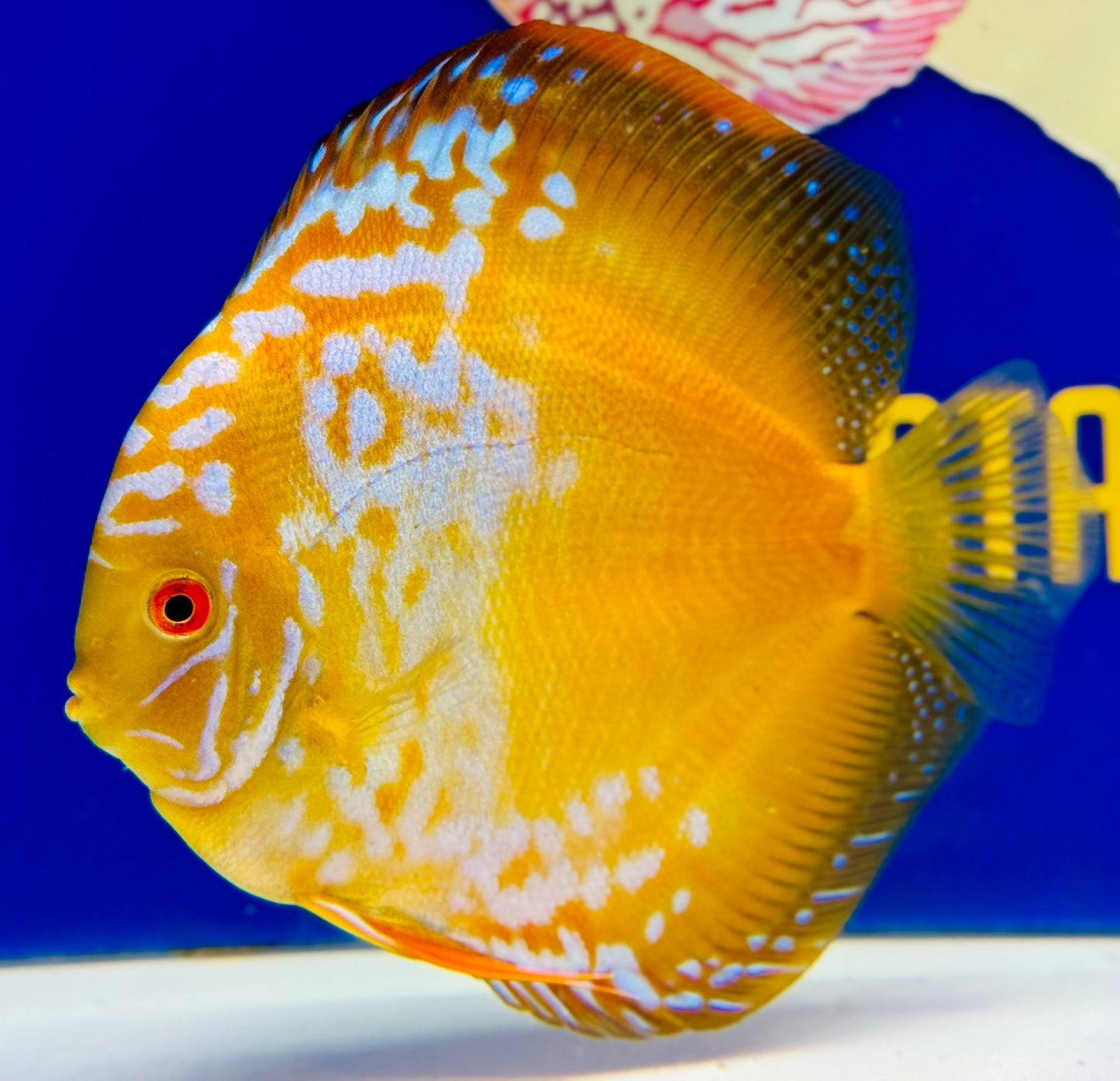 Golden Crystal Premium Discus  6-6.5"